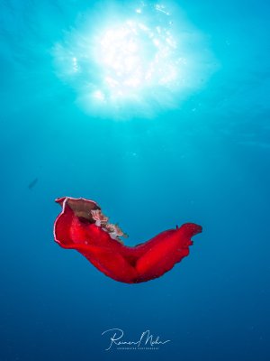 Eine leuchtend rote Spanische Tänzerin schwebt elegant im freien Blauwasser, von oben durchflutet von Sonnenlicht.