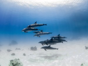 Eine Schule von Delfinen schwimmt elegant über dem hellen Sandboden in kristallklarem, blauem Wasser. Die Gruppe besteht aus etwa 8-10 Tieren, die sich in entspannter Formation bewegen, während Sonnenstrahlen von der Oberfläche ins Wasser dringen.