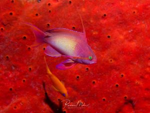 Ein farbenprächtiger Fahnenbarsch schwimmt vor einem leuchtend roten Schwamm. Der Fisch zeigt die typische violett-rosa Färbung mit gelben Akzenten und das charakteristische grüne Auge, während im Hintergrund ein kleiner oranger Fisch zu erkennen ist.