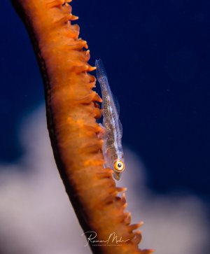 Ein kleiner transparenter Grundel sitzt zwischen den orangefarbenen Polypen einer Peitschenkoralle. Der winzige Fisch mit seinem charakteristischen großen Auge nutzt die Koralle als Schutz und Lebensraum - ein typisches Beispiel für Symbiose im Riff.