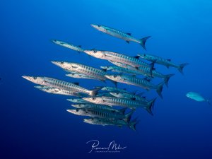 Ein Schwarm Barrakudas schwimmt in enger Formation durch das Blauwasser. Die schlanken, silbrig glänzenden Körper mit den dunklen Querstreifen bilden eine beeindruckende Gruppe.