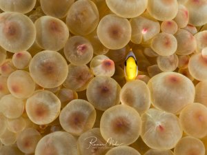 Ein kleiner gelb-orangener Anemonenfisch versteckt sich perfekt getarnt zwischen den blasenförmigen Tentakeln seiner Wirtanemone. Die Symbiose zwischen Fisch und Anemone ist hier wunderbar zu sehen - der Fisch findet Schutz zwischen den nesselnden Tentakeln, während er die Anemone vor Fressfeinden schützt.