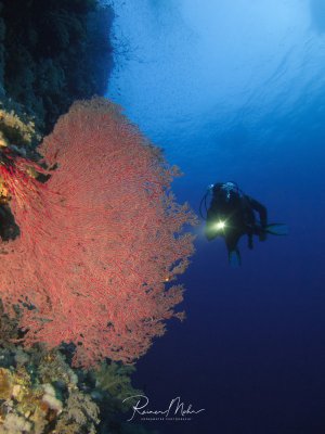 Ein Taucher erkundet eine spektakuläre Riffwand mit großen roten Gorgonien (Fächerkorallen), die sich majestätisch in der Strömung ausbreiten. Die leuchtend roten Weichkorallen bilden einen beeindruckenden Kontrast zum tiefblauen Wasser und schaffen eine klassische tropische Riffszene.