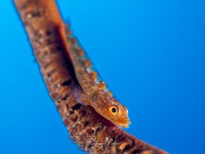 Winzige Peitschenkorallengrundel sitzt perfekt getarnt auf einer Peitschenkoralle. Das Makroportrait zeigt die detaillierte Musterung des kleinen Fisches.