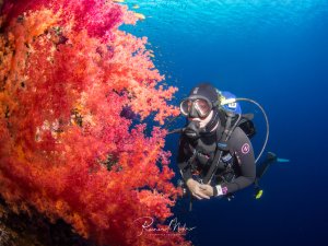 Ein Taucher schwebt neben einer prächtigen Weichkorallenwand mit leuchtend roten und pinken Korallen vor tiefblauem Wasser. Die farbenfrohe Szene zeigt den beeindruckenden Kontrast zwischen den warmen Korallenfarben und dem kühlen Blau des offenen Wassers.