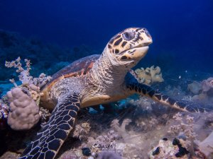 Eine majestätische Echte Karettschildkröte ruht friedlich auf dem Riffboden zwischen Korallen und wirft dabei kleine Sedimentwolken auf. Die charakteristische braun-gelbe Kopffärbung und das netzartige Muster auf den Flossen sind deutlich erkennbar.