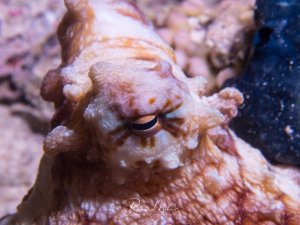 Ein Gemeiner Krake zeigt seine beeindruckende Tarnung zwischen Korallen und Rifffelsen. Das Tier hat seine Haut perfekt an die Umgebung angepasst und zeigt die charakteristischen Hautstrukturen und das markante dunkle Auge.