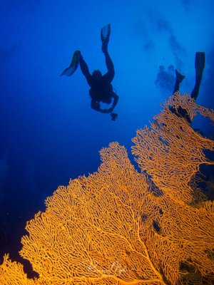 Zwei Taucher schweben über einem prächtigen orangefarbenen Gorgonienkorallengarten im tiefblauen Wasser. Die fächerförmigen Weichkorallen bilden einen beeindruckenden Vordergrund, während die Silhouetten der Taucher einen dramatischen Kontrast zum leuchtend blauen Hintergrund schaffen.