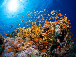 Eine lebendige Korallenriffszene mit einem bunten Schwarm orangefarbener Fahnenbarsche, die über den farbenprächtigen Hart- und Weichkorallen schweben. Das tiefblaue Wasser und die Sonnenstrahlen von oben schaffen eine dramatische Atmosphäre in diesem gesunden Riffsystem.
