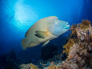 Ein majestätischer Napoleonfisch schwimmt nahe einem bunten Korallenriff in kristallklarem, tiefblauem Wasser. Der imposante Fisch mit seinem charakteristischen Stirnhöcker und den wulstigen Lippen zeigt seine beeindruckende Größe vor der Kulisse aus Hart- und Weichkorallen.