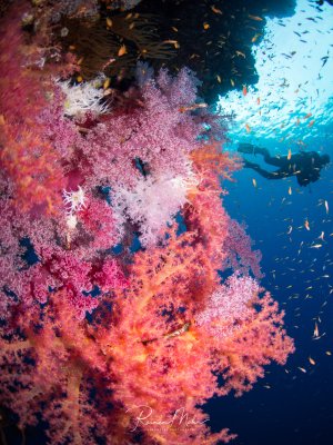 Eine prächtige Unterwasserszene zeigt farbenprächtige Weichkorallen in leuchtenden Rosa-, Orange- und Lilatönen, die an einer Riffwand wachsen. Im blauen Freiwasser schwimmt ein dichter Schwarm kleiner Fische, während das Sonnenlicht von oben durch das Wasser dringt und die Szene dramatisch beleuchtet.