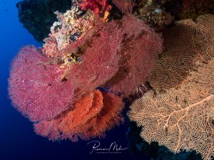 Eine prächtige Korallenformation mit großen roten und rosa Gorgonien (Seefächer) dominiert diese Riffszene vor tiefblauem Wasser. Die fächerförmigen Weichkorallen zeigen ihre charakteristische Netzstruktur und werden von bunten Schwämmen und anderen sessilen Organismen ergänzt.