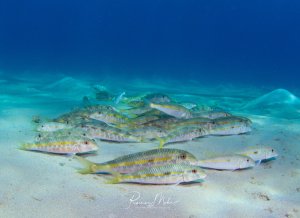 Ein Schwarm von Meerbrassen ruht am sandigen Meeresboden. Die silbrig-grauen Fische mit den charakteristischen gelben Längsstreifen und roten Augen sind dicht beieinander gruppiert und zeigen typisches Ruheverhalten auf dem hellen Sand.