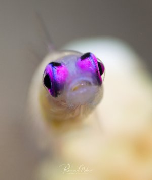 Eine Violettaugen-Zwerggrundel mit charakteristischen violett-pinken Augen blickt direkt in die Kamera. Die Makroaufnahme zeigt das durchscheinende Gesicht des kleinen Grundelfisches mit seinen markanten großen Augen in beeindruckender Detailschärfe.