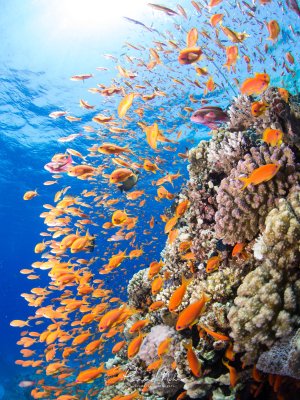 Ein prächtiges Korallenriff mit hunderten orange-roten Fahnenbarsche die in einem dichten Schwarm über den Hartkorallen schweben. Die leuchtend orangen Fische bilden einen spektakulären Kontrast zum tiefblauen Wasser und den bunten Korallenstöcken.