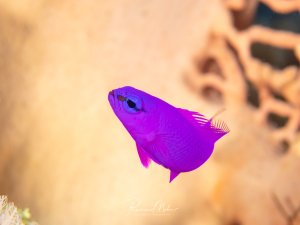 Orchideen-Zwergbarsch in strahlendem Violett schwebt vor einem Gorgonienfächer. Dieser kleine Fisch ist endemisch im Roten Meer.