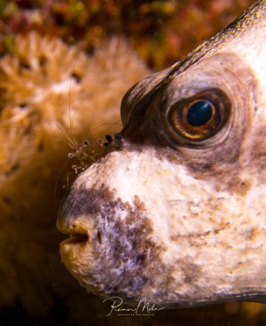 Eine Nahaufnahme eines Kugelfisches zeigt das charakteristische große blaue Auge und die typische buckelige Schnauze. Auf dem Kopf des Fisches ist eine kleine transparente Garnele zu erkennen, die vermutlich Reinigungsarbeiten verrichtet - ein faszinierendes Beispiel für Symbiose im Riff.