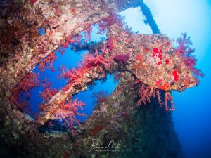 Wrackstruktur dicht bewachsen mit roten und pinken Weichkorallen. Blick durch die Schraube ins blaue Wasser.