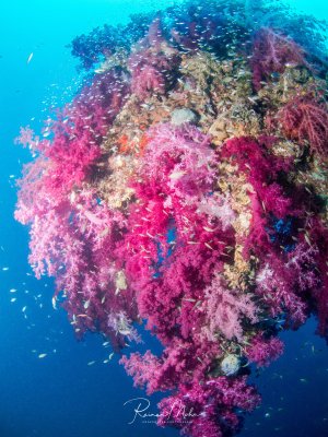Ein spektakulärer Riffüberhang mit prächtigen violett-rosa Weichkorallen, die in voller Blüte stehen und von zahlreichen kleinen Riflfischen umgeben sind. Die leuchtenden Farben der Korallen bilden einen wunderschönen Kontraast zum tiefblauen Wasser im Hintergrund.
