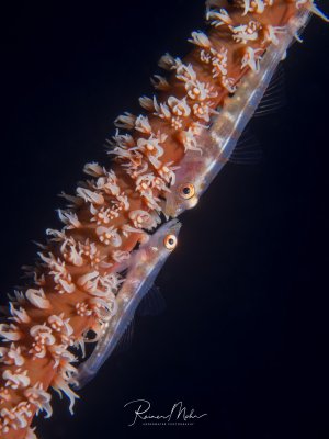 Zwei Peitschenkorallengrundeln in entgegengesetzter Blickrichtung auf ihrer Koralle vor schwarzem Hintergrund. Die einzelnen Polypen der Koralle sind gut sichtbar