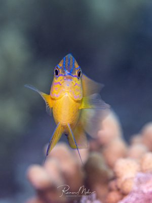 Frontales Portrait eines kleinen goldgelben Riffbarsches mit auffälligen blau-violetten Gesichtszeichnungen und langen Bauchflossenstrahlen.