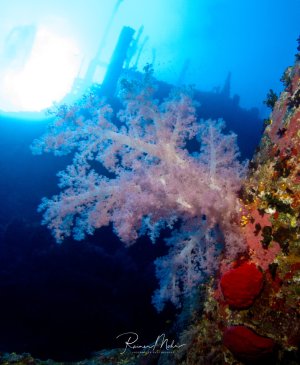 Ein farbenfrohes Wrackteil überwuchert mit prächtigen Weichkorallen in rosa und violetten Farbtönen. Die Wrackstruktur ist dicht mit verschiedenen Korallen besiedelt, darunter auch rote Schwämme und andere Meeresorganismen, während blaues Wasser und Sonnenstrahlen die dramatische Unterwasserszene beleuchten.