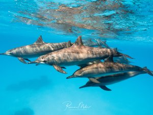 Eine Gruppe von Delfinen schwimmt elegant durch das kristallklare blaue Wasser nahe der Wasseroberfläche. Die Meeressäuger zeigen ihr charakteristisches Sozialverhalten im Schwarm und nutzen wahrscheinlich die Nähe zur Oberfläche zum Atmen.