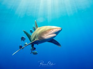 Ein Weißspitzenhochseehai (Longimanus) schwimmt elegant durch das blaue Wasser, begleitet von einer Gruppe schwarz-weiß gestreifter Pilotfische. Die Szene zeigt eine typische Begleitfisch-Situation im offenen Wasser über dem Riff.