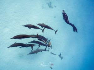 Ein Taucher begegnet einer Schule von Spinnerdelfinen im blauen Wasser. Die eleganten Meeressäuger schwimmen in einer lockeren Formation, während der Taucher respektvollen Abstand hält und diese außergewöhnliche Begegnung dokumentiert.