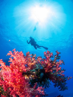 Ein Taucher schwebt über einer prächtigen Weichkorallen-Formation in tiefblauem Wasser. Die leuchtend rosa und roten Weichkorallen bilden einen farbintensiven Kontrast zum strahlend blauen Wasser, während Sonnenstrahlen von der Oberfläche herabdringen.