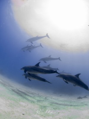 Eine Schule von Delfinen schwimmt elegant über einem sandigen Meeresboden im blauen Wasser. Die Meeressäuger bewegen sich in typischer Gruppenformation, wobei einige Tiere näher am Betrachter und andere weiter entfernt im Blauwasser zu sehen sind.