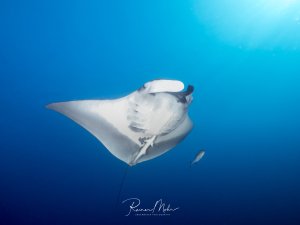 Ein majestätischer Riffmanta gleitet elegant durch das tiefblaue Wasser, während er seine charakteristischen Kopfflossen zum Filtern von Plankton nutzt. Die Unterseite des Mantas zeigt das typische weiße Muster mit dunklen Flecken, und im Hintergrund ist ein kleiner Begleitfisch zu erkennen.
