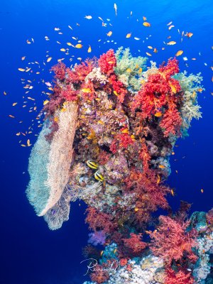 Farbenprächtiger Korallenblock mit roten Weichkorallen, einer Fächergorgonie und einem Wimpelfisch-Paar, umschwärmt von Fahnenbarsch-Schwärmen.