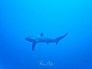 Ein Fuchshai schwimmt majestätisch durch das tiefblaue Wasser des offenen Ozeans. Der schlanke Hai zeigt seine charakteristische stromlinienförmige Gestalt und die typisch langen Brustflossen, während er elegant durch das Blauwasser gleitet.
