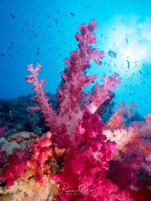 Eine prächtige Weichkorallen-Formation in leuchtend pink-violetten Farben dominiert die Riffszene, umgeben von einem Schwarm kleiner Riffbarsche. Die baumartig wachsenden Weichkorallen erstrahlen in voller Pracht, während das tiefblaue Wasser und die Sonnenstrahlen eine dramatische Kulisse bilden.