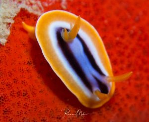 Eine kleine Nacktschnecke mit gelblichem Körper und charakteristischen bläulich-violetten Streifen kriecht über eine leuchtend rote Schwammoberfläche. Die elegante Körperform und die auffällige Farbkombination machen diese Nudibranchia zu einem beliebten Motiv der Makrofotografie.