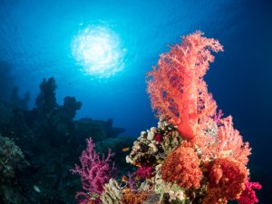 Farbenprächtiges Riff mit roten und pinken Weichkorallen (Dendronephthya) gegen blaues Wasser. Sonnenkugel (Snells Fenster) im Hintergrund.