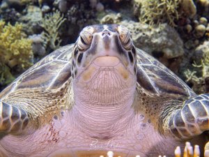 Frontales Nahportrait einer Grünen Meeresschildkröte, die auf dem Riff ruht und direkt in die Kamera blickt.