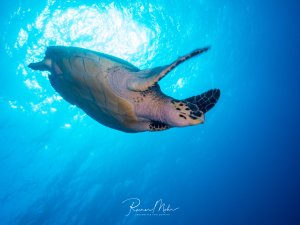 Eine majestätische Echte Karettschildkröte schwebt elegant durch das tiefblaue Wasser, während Sonnenstrahlen von der Oberfläche herabdringen und eine traumhafte Unterwasseratmosphäre schaffen. Die charakteristischen Proportionen und das Muster des Panzers sind deutlich erkennbar.
