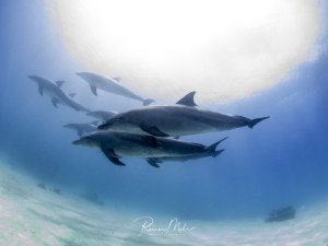 Eine Gruppe von Großen Tümmlern schwimmt elegant durch das blaue Wasser über einem sandigen Meeresboden. Die Delfine bewegen sich in Formation, wobei zwei Tiere im Vordergrund besonders gut sichtbar sind, während weitere Gruppenmitglieder im Hintergrund zu erkennen sind.