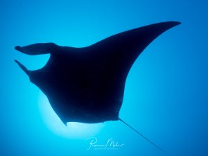 Ein majestätischer Mantarochen gleitet elegant durch das tiefblaue Wasser. Die Silhouette des Großrochens ist perfekt gegen das strahlende Blau des Ozeans abgezeichnet und zeigt die charakteristische Form mit den ausgebreiteten Brustflossen und dem langen Schwanz.