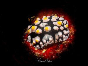 Eine Warzenschnecke (Phyllidiella pustulosa) auf rotem Schwamm bei einem Nachttauchgang. Der schwarze Körper mit den rosa-weißen Warzen und gelben Spitzen ist ein typisches Erkennungsmerkmal.