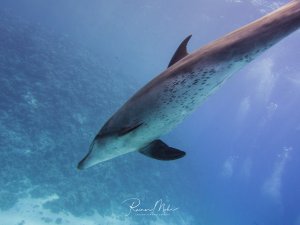 Ein Großer Tümmler schwimmt elegant durch das blaue Wasser über einem sandigen Meeresboden. Der Delfin zeigt seine charakteristische grau-bläuliche Färbung mit der helleren Bauchseite und den typischen dunklen Punkten auf der Unterseite.