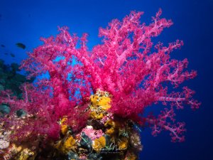 Eine prächtige rosa Weichkoralle entfaltet ihre Polypen vor dem tiefen Blau des Meeres. Die verzweigte Koralle wächst auf einem bunten Riffgrund mit gelben Schwämmen und anderen Korallen, während kleine Riffbarsche im Hintergrund zu sehen sind.
