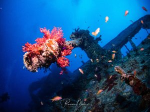 Ein versunkenes Schiffswrack ist zu einem künstlichen Riff geworden, das von leuchtend roten Weichkorallen und verschiedenen Rifffischen bewohnt wird. Besonders auffällig sind die rosa Fahnenbarsche, die um die mit Korallen bewachsenen Wrackteile schwimmen und eine lebendige Unterwasserlandschaft vor tiefblauem Wasser schaffen. Bei dem Gebilde handelrt es sich um die Fkugabwehrkanone der SS Thistlegorm