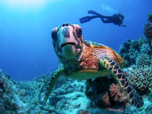 Eine majestätische Echte Karettschildkröte ruht auf dem Riffgrund, während ein Taucher in respektvollem Abstand im Hintergrund schwebt. Die Schildkröte zeigt ihre charakteristische herzförmige Kopfform und das wunderschön gemusterte braun-goldene Panzermuster.