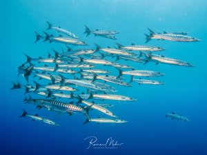 Ein beeindruckender Schwarm von Barrakudas zieht durch das tiefblaue Wasser des offenen Ozeans. Die schlanken, silbrig-grünen Raubfische mit ihren charakteristischen schwarzen Querstreifen bilden eine dynamische Formation im Blauwasser.