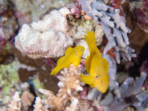 Ein Paar leuchtend gelber Zitronengrundeln sitzt zwischen Korallen. Die kleinen Riffbewohner zeigen ihre typische kräftige Gelbfärbung.