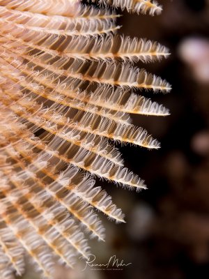 Eine detailreiche Makroaufnahme eines Federwurms zeigt die filigranen, gefiederten Tentakel in bräunlich-oranger Färbung. Die feinen, haarähnlichen Strukturen der Filterfäden sind perfekt sichtbar und bilden ein elegantes, symmetrisches Muster.