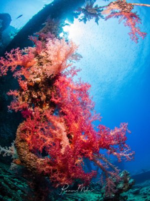 Ein spektakulärer Blick auf einen Wrackaufbau mit üppig bewachsenen rosa und roten Weichkorallen, die in der Strömung wehen. Das intensive Sonnenlicht durchdringt das kristallklare blaue Wasser und schafft einen dramatischen Kontrast zu den leuchtenden Korallengärten, die die Metallstruktur vollständig überwuchert haben.